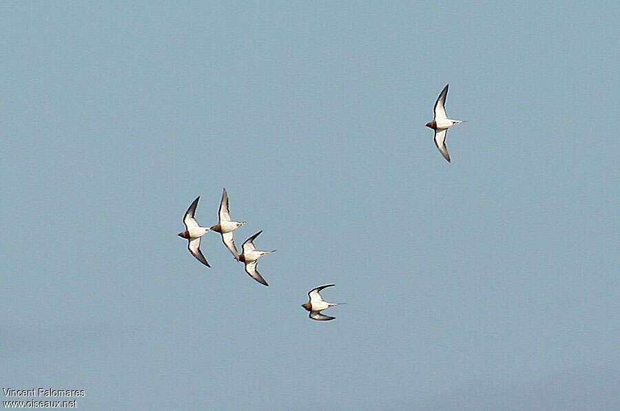 Pin-tailed Sandgrouse, Flight