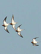 Pin-tailed Sandgrouse