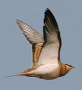 Pin-tailed Sandgrouse