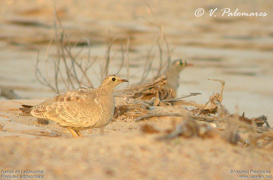 Lichtenstein's Sandgrouse