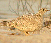 Lichtenstein's Sandgrouse