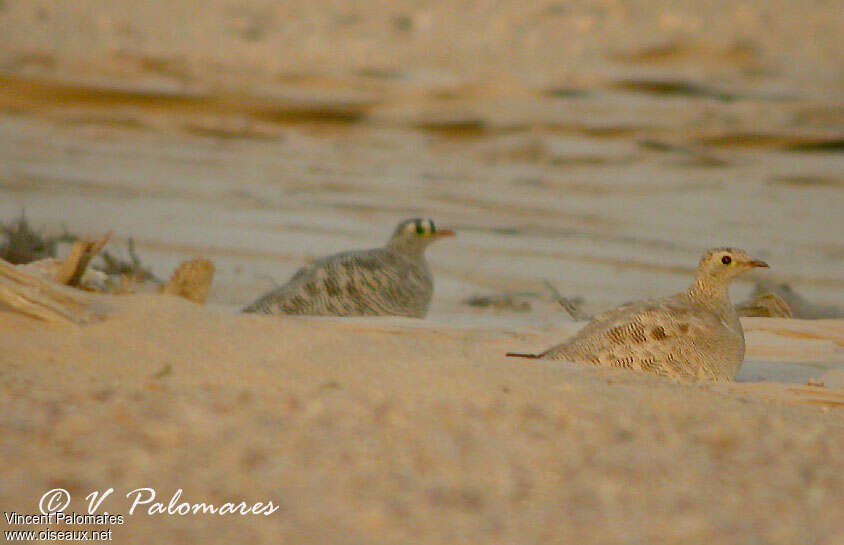 Lichtenstein's Sandgrouseadult, habitat