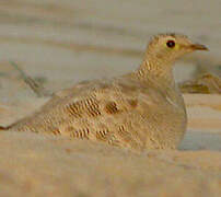 Lichtenstein's Sandgrouse