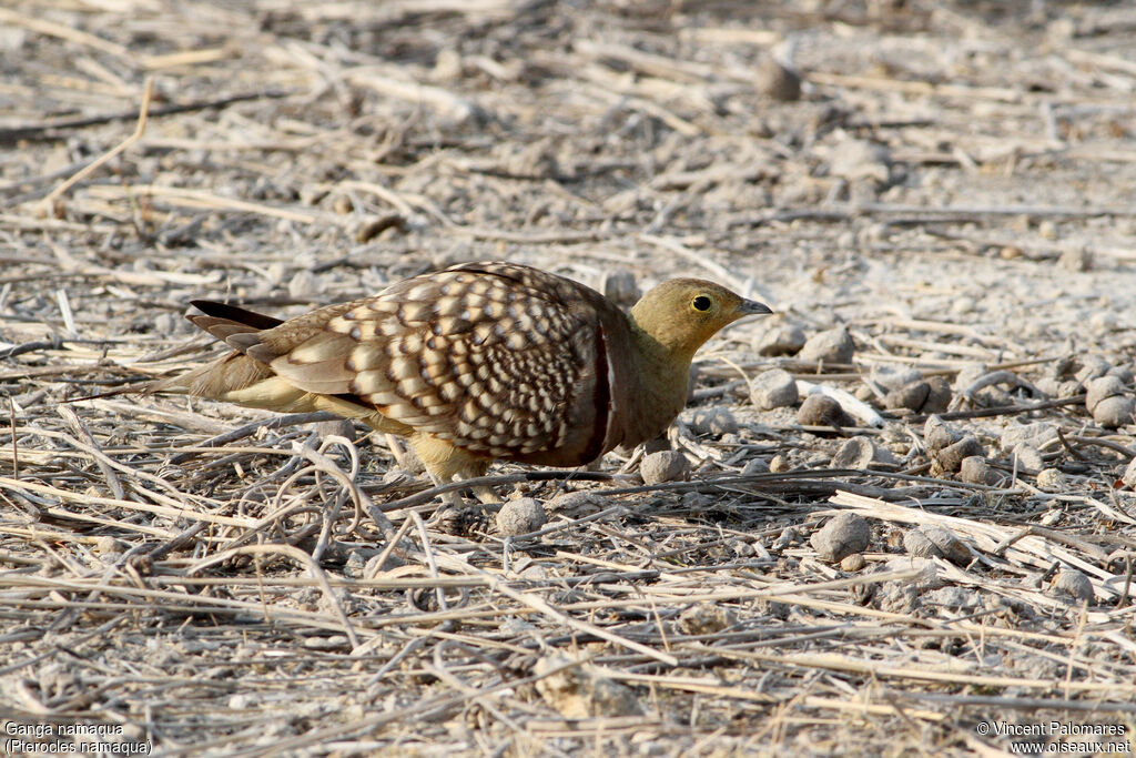 Namaqua Sandgrouse male, walking