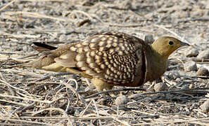 Namaqua Sandgrouse