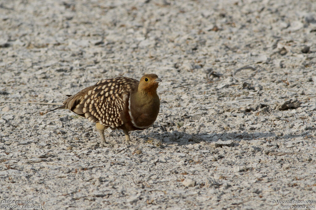 Namaqua Sandgrouse male, walking