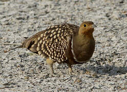 Namaqua Sandgrouse