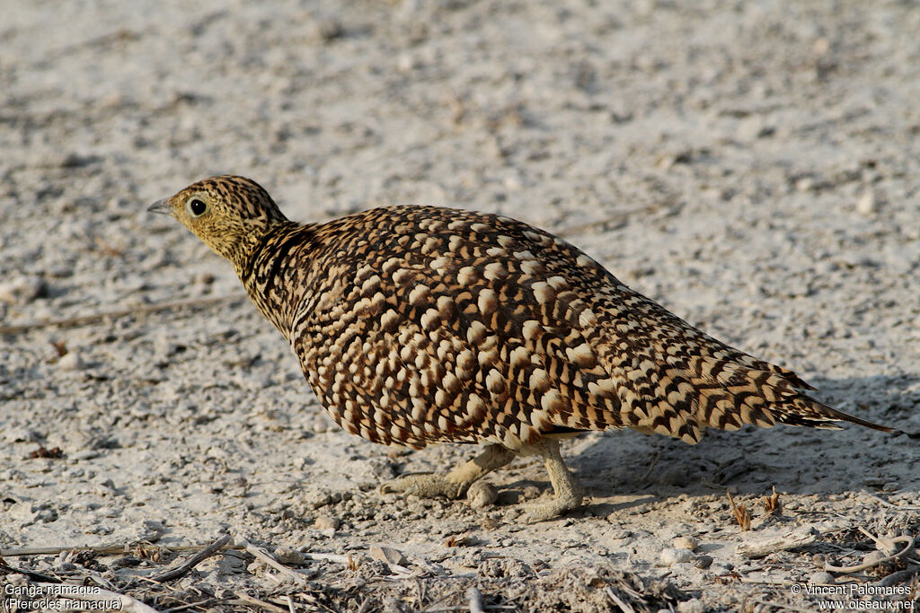 Ganga namaqua femelle, marche