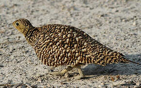 Namaqua Sandgrouse