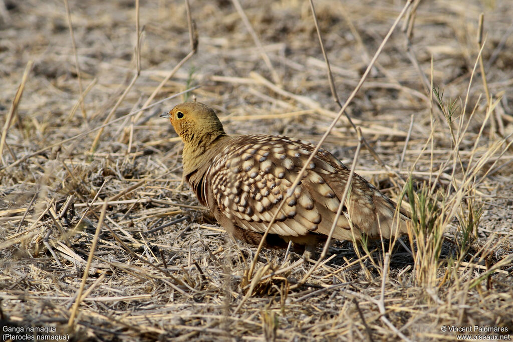 Namaqua Sandgrouse male, walking