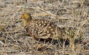 Namaqua Sandgrouse