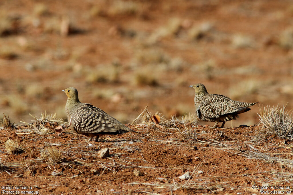 Namaqua Sandgrouseadult, walking