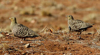 Namaqua Sandgrouse