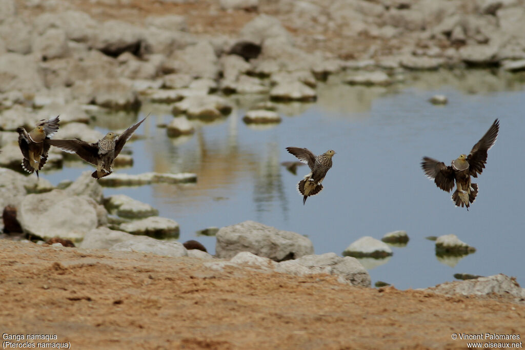 Namaqua Sandgrouseadult, Flight