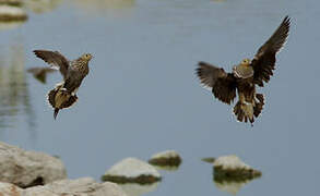 Namaqua Sandgrouse