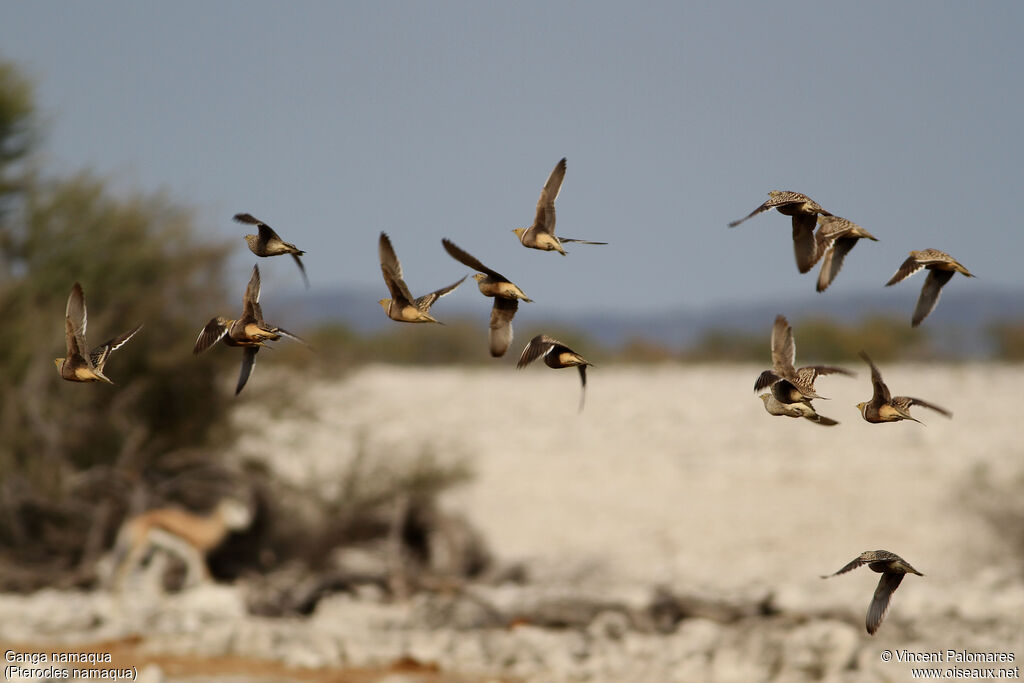 Namaqua Sandgrouse, Flight