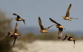 Namaqua Sandgrouse