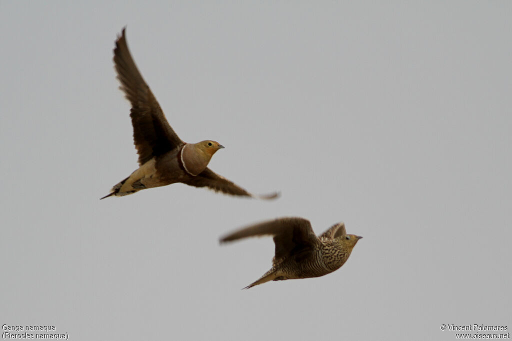 Namaqua Sandgrouseadult, Flight