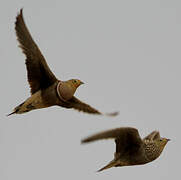 Namaqua Sandgrouse