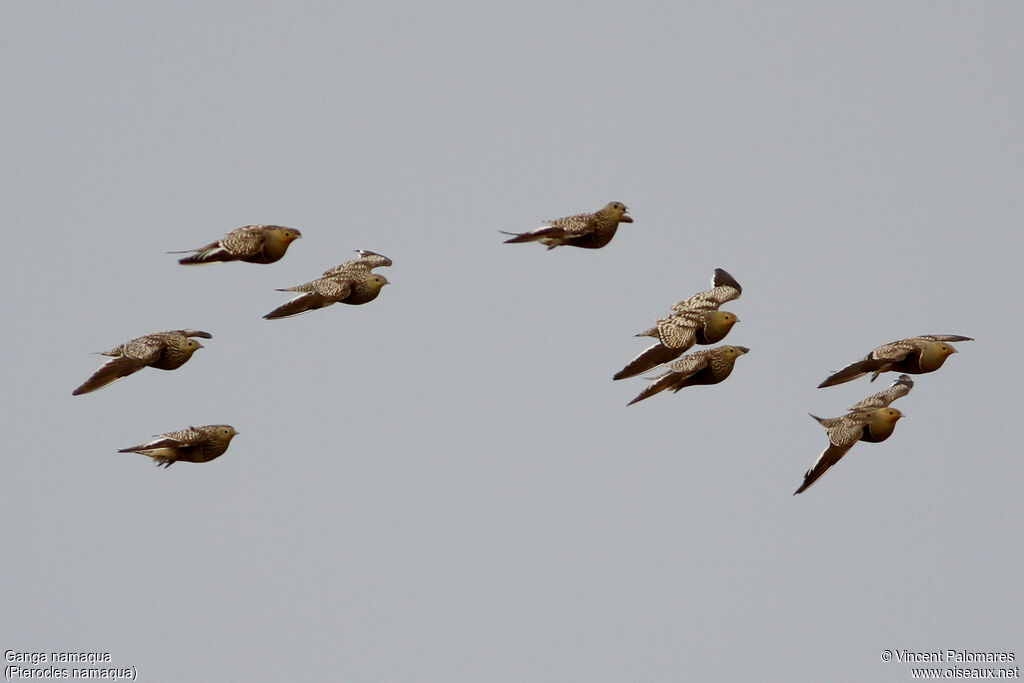 Namaqua Sandgrouse, Flight