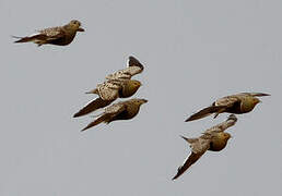 Namaqua Sandgrouse