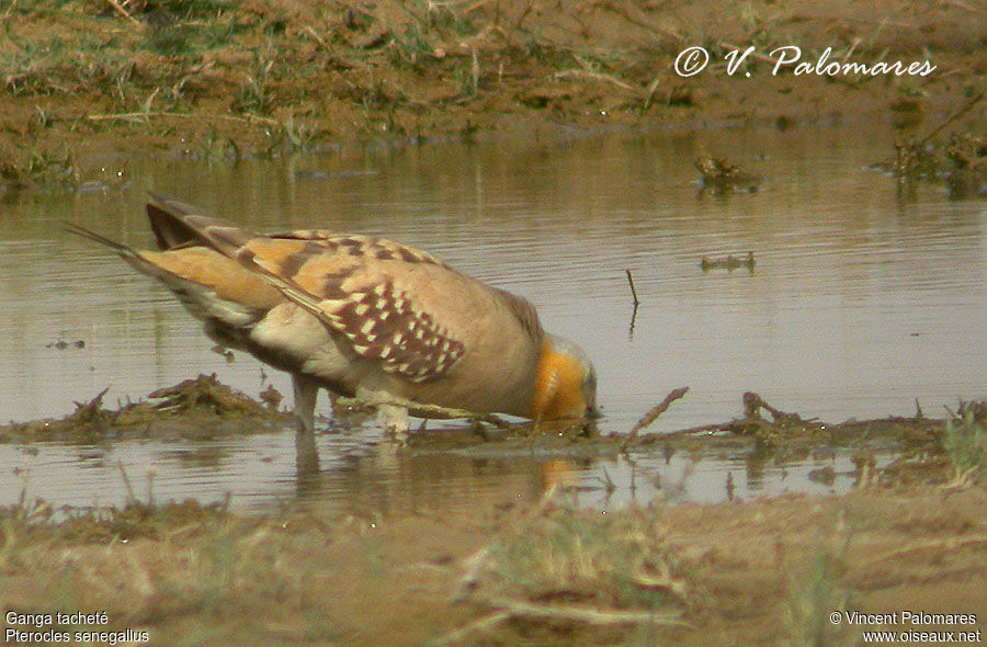 Spotted Sandgrouse