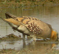 Spotted Sandgrouse