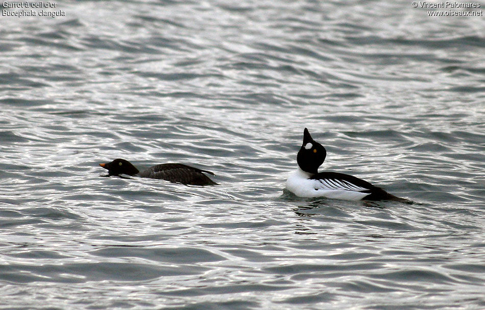 Common Goldeneye