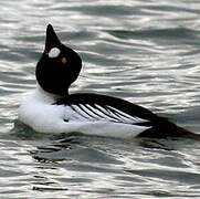 Common Goldeneye