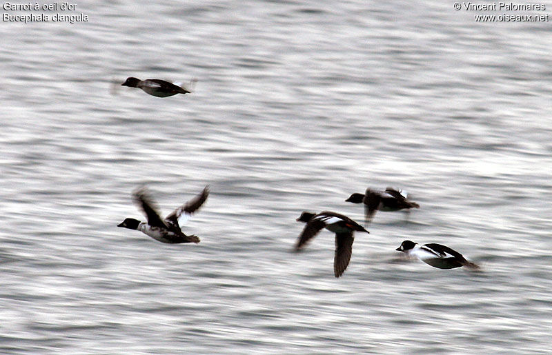 Common Goldeneye