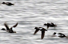 Common Goldeneye