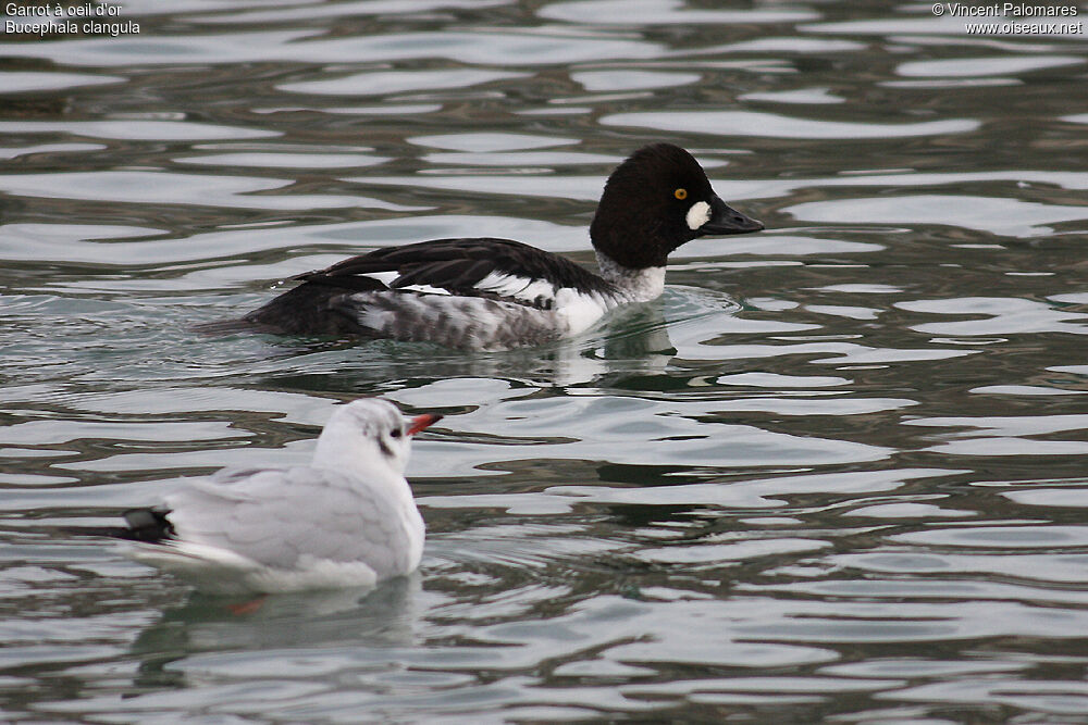 Common Goldeneye