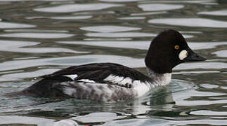 Common Goldeneye