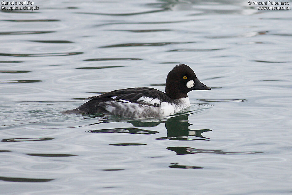 Common Goldeneye