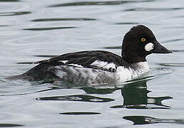 Common Goldeneye