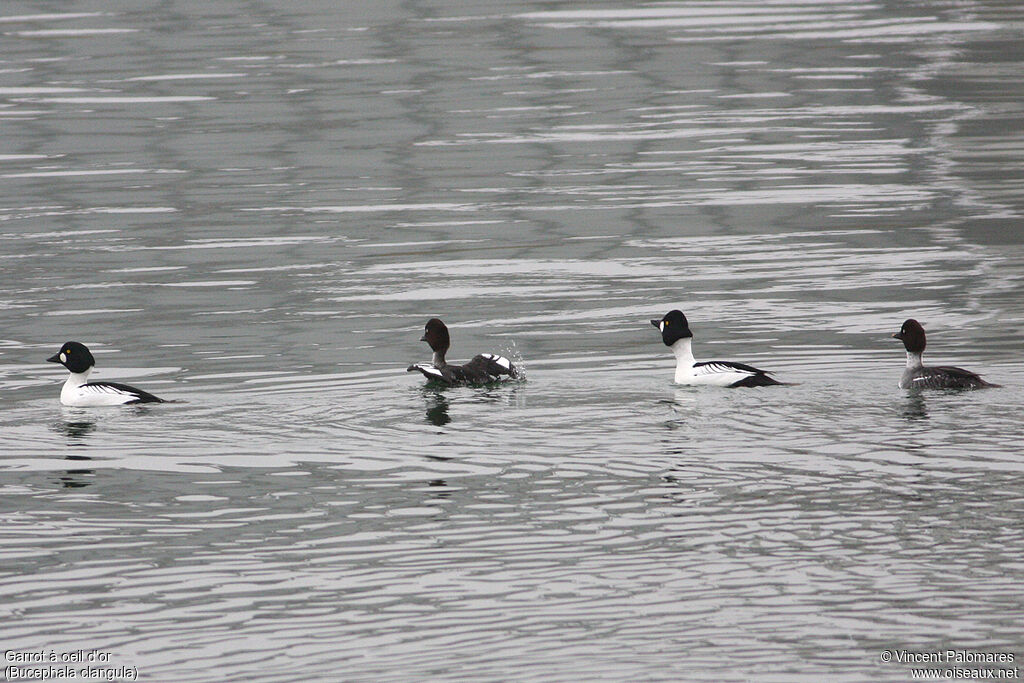 Common Goldeneye 