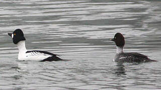 Common Goldeneye