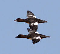 Common Goldeneye