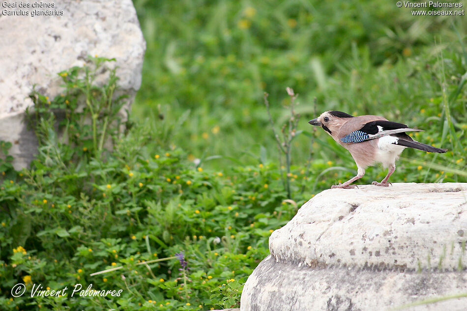 Eurasian Jay