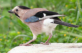 Eurasian Jay