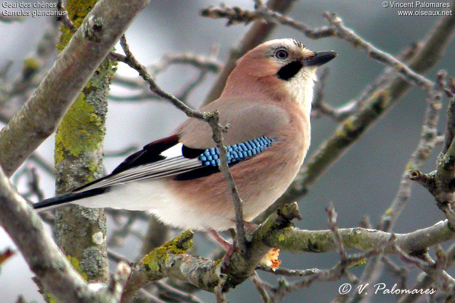 Eurasian Jay