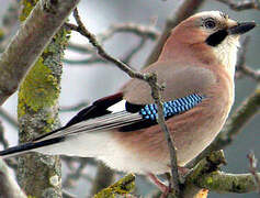 Eurasian Jay