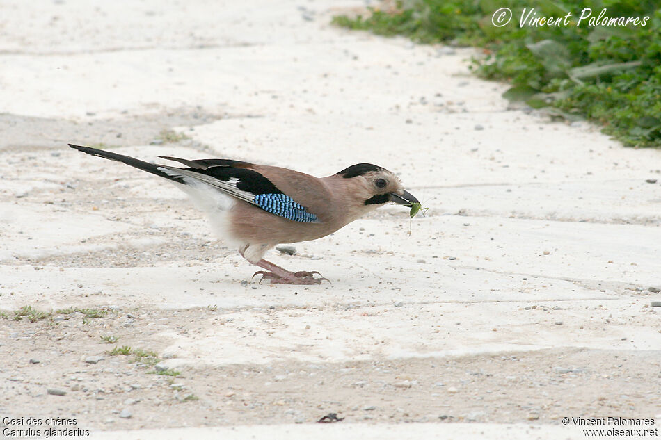 Eurasian Jay