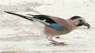 Eurasian Jay