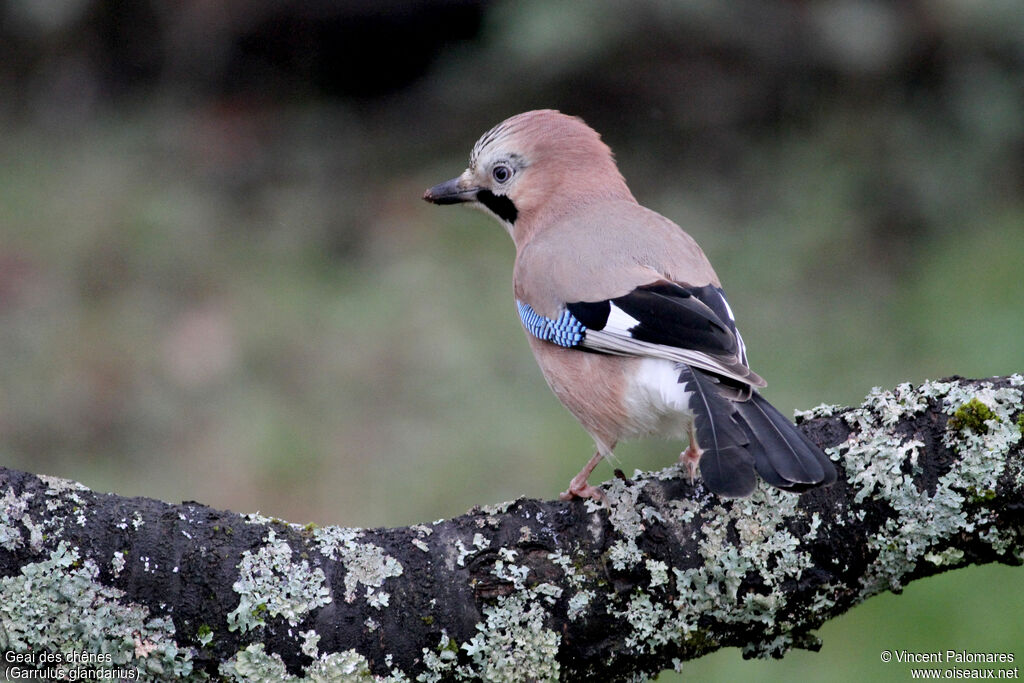 Eurasian Jay