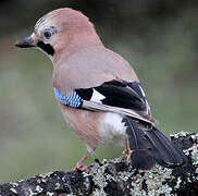 Eurasian Jay