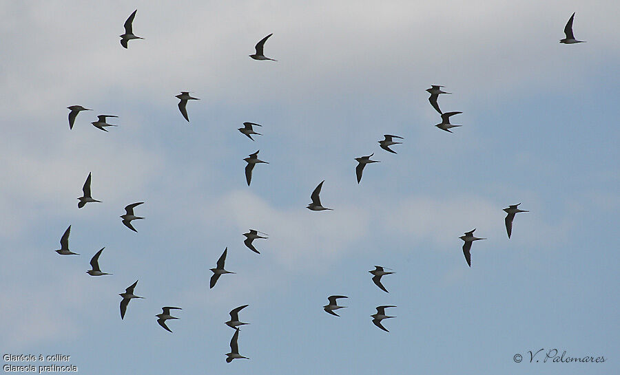 Collared Pratincole