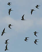 Collared Pratincole