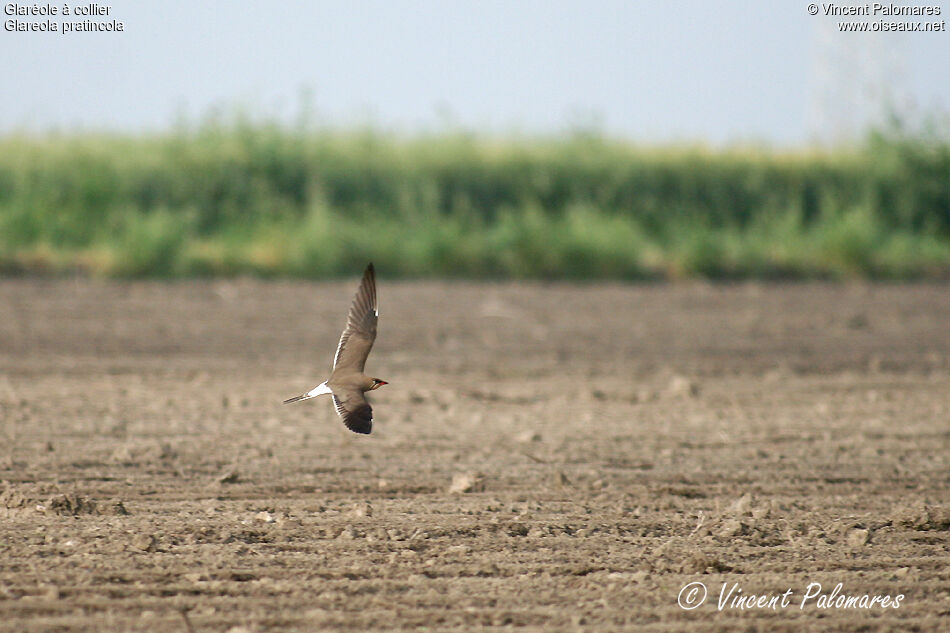 Collared Pratincoleadult, Flight