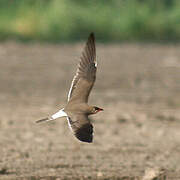 Collared Pratincole